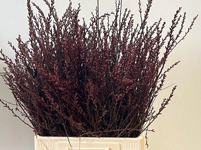 <h4>MYRICA GALE</h4>