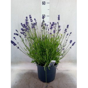 Lavandula angus. 'Essence Pure'