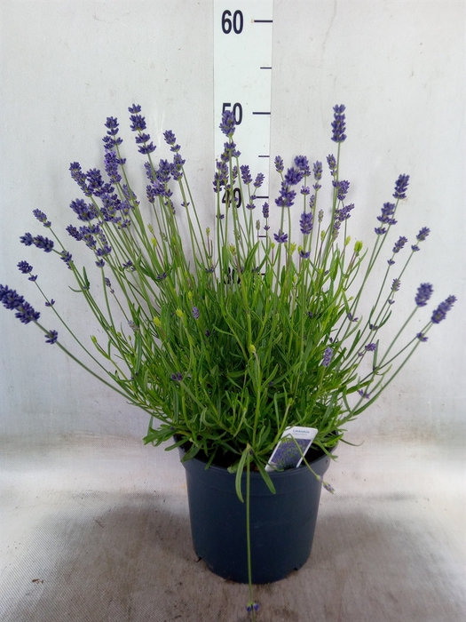 <h4>Lavandula angus. 'Essence Pure'</h4>