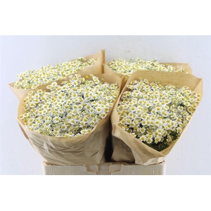 Tanacetum Single Vegmo
