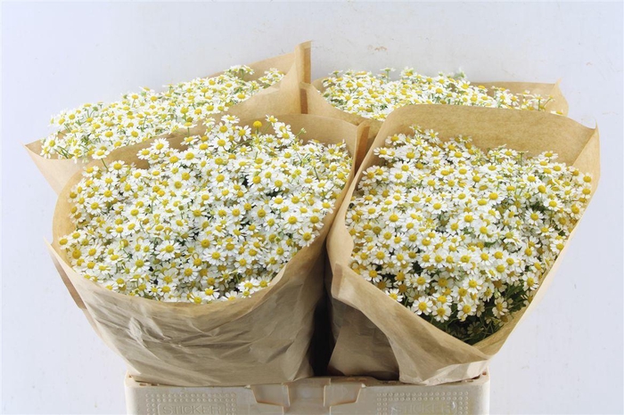 <h4>Tanacetum Single Vegmo</h4>