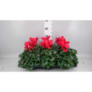 Cyclamen GR 'Halios'
