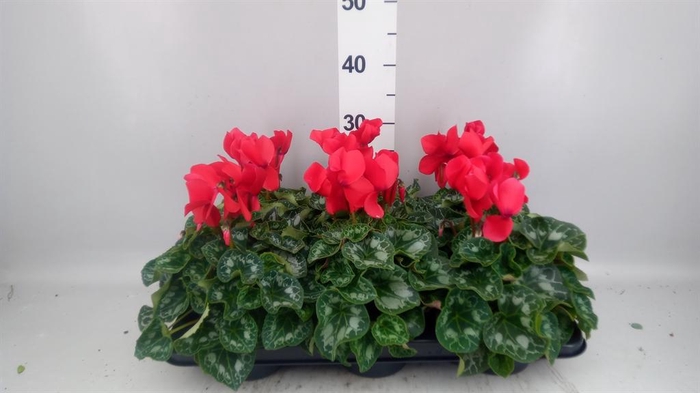 <h4>Cyclamen GR 'Halios'</h4>