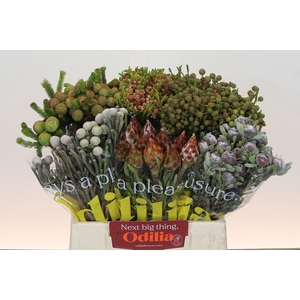 Kaaps Groen Mix in emmer