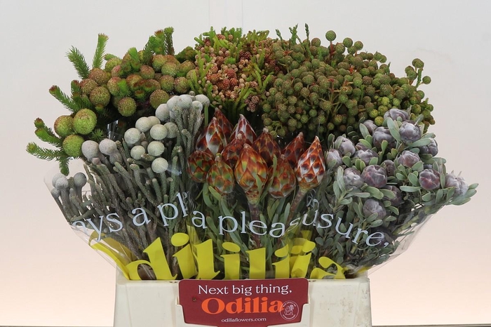 <h4>Kaaps Groen Mix in emmer</h4>