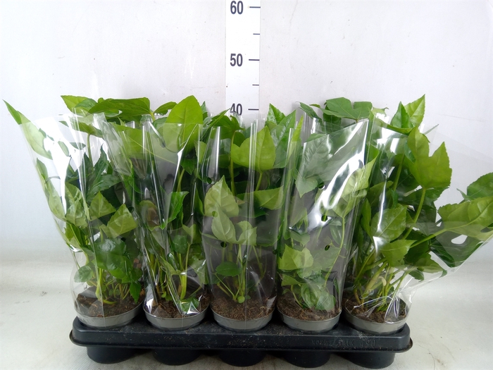 <h4>Fatsia japonica   ...</h4>