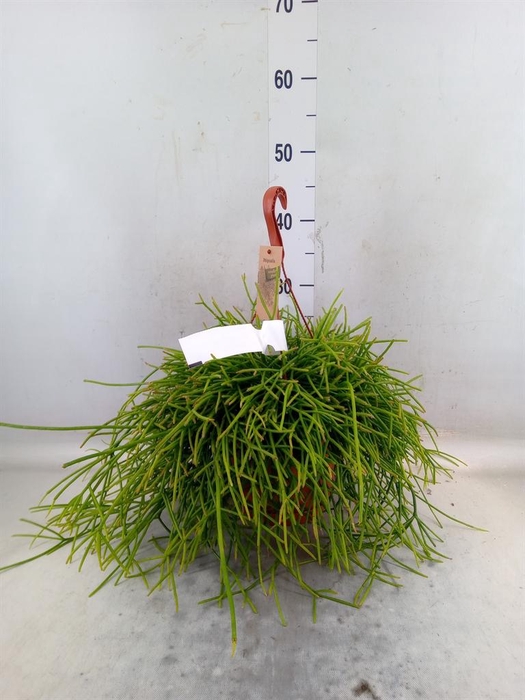 <h4>Rhipsalis   ...</h4>