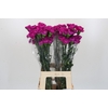 Dianthus St Tiepolo Fucsia
