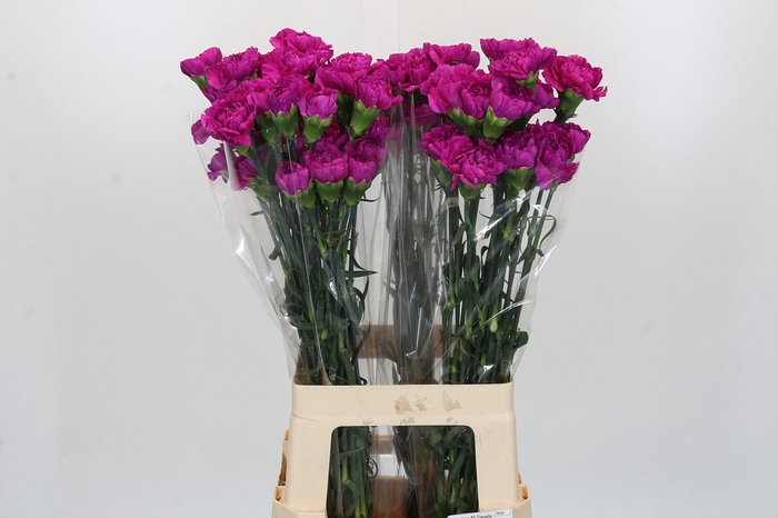 <h4>Dianthus St Tiepolo Fucsia</h4>