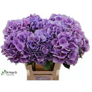 HYDR M ROYAL LOVE B