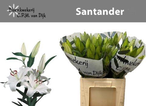 <h4>LI OR SANTANDER</h4>