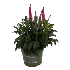 Veronica Spicata roze