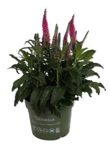 <h4>Veronica Spicata roze</h4>