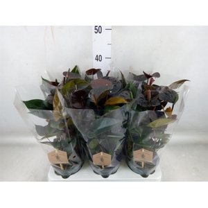 Anthurium  'Black Love'