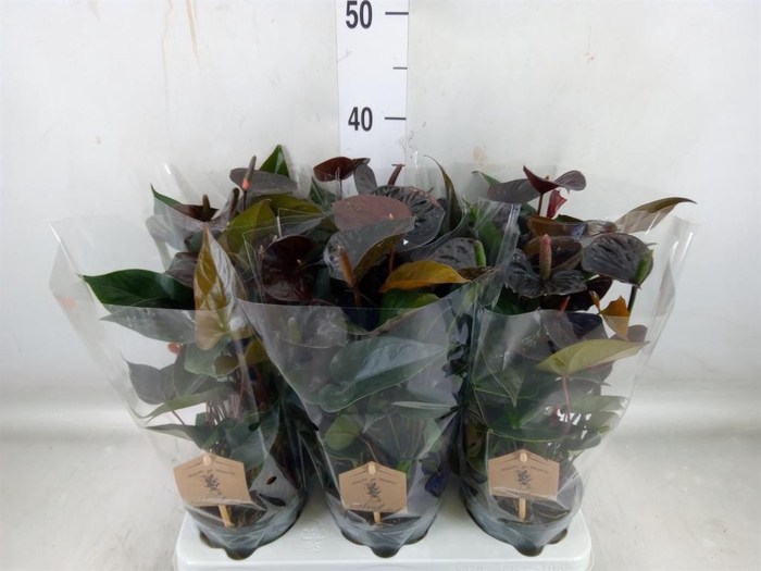 <h4>Anthurium  'Black Love'</h4>