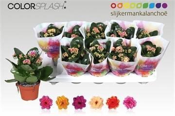 <h4>KAL GE GEM 6 KL</h4>