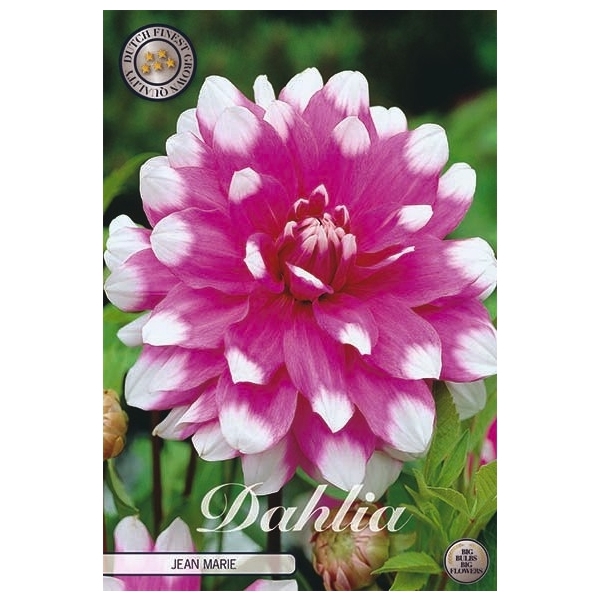 <h4>Dahlia Jean Marie x1 l</h4>