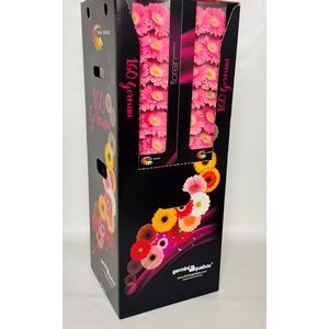 GE MI ROSAMUNDE Aquabox *160