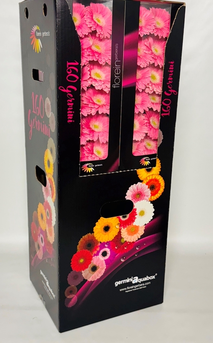 <h4>GE MI ROSAMUNDE Aquabox *160</h4>