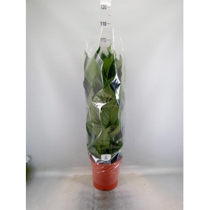 Spathiphyllum  'Sweet Silvana'