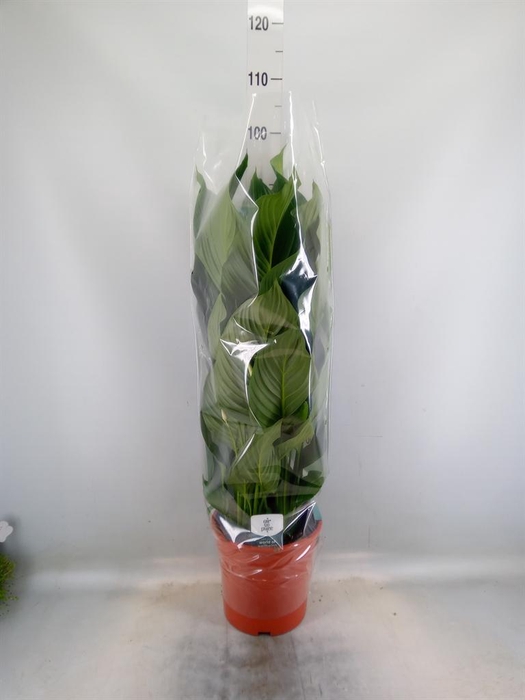 <h4>Spathiphyllum  'Sweet Silvana'</h4>