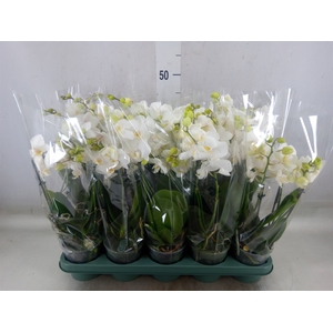 Phalaenopsis multi.   ...white