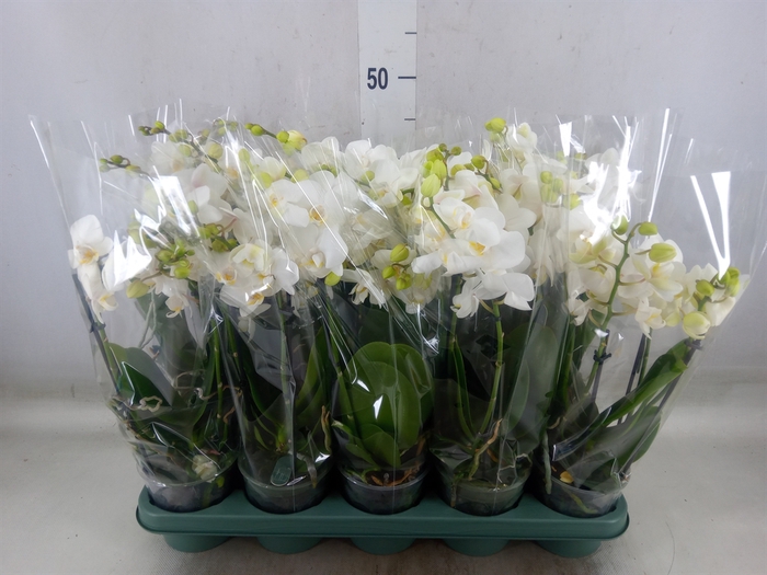 <h4>Phalaenopsis multi.   ...white</h4>