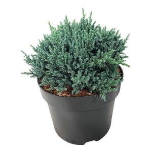 Juniperus squa. 'Tropical Blue'