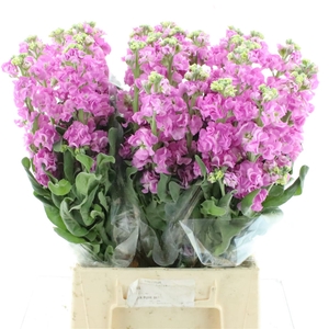 Matth Incana Iron Rose