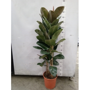 Ficus elastica 'Robusta'
