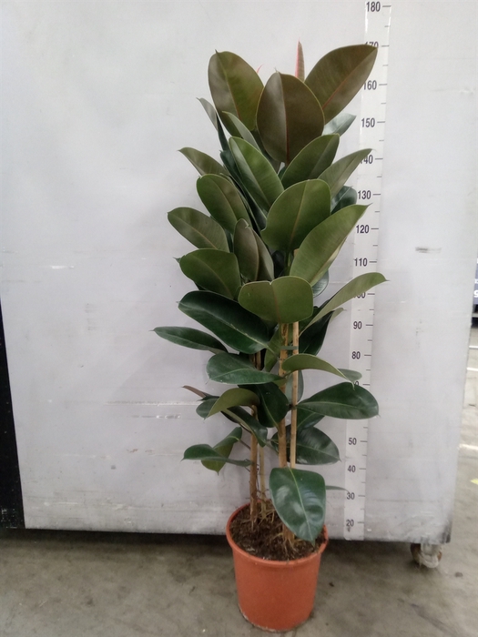 <h4>Ficus elastica 'Robusta'</h4>
