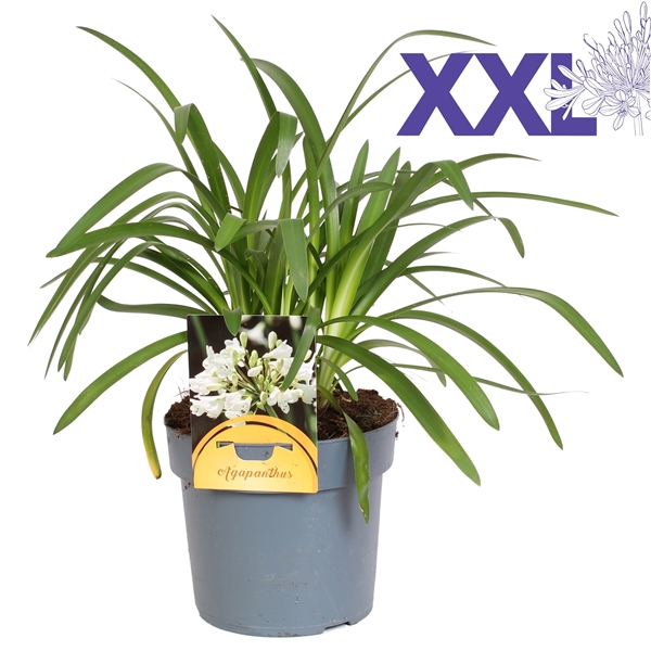 <h4>Agapanthus 5 stek wit grootbloemig. doorbloei knop in gewas</h4>