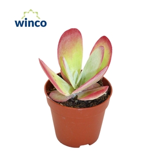 Kalanchoe Thyrsiflora