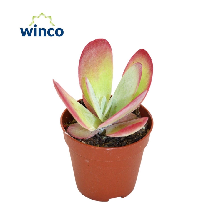 <h4>Kalanchoe Thyrsiflora</h4>