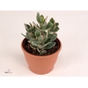 Crassula Rusby Variagata