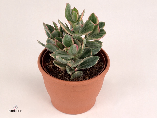 Crassula Rusby Variagata