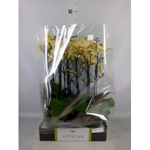 Phalaenopsis   ...yellow
