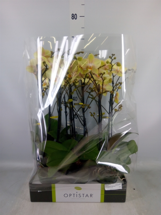 <h4>Phalaenopsis   ...yellow</h4>