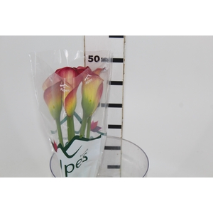CALLA RAMONA 040 CM