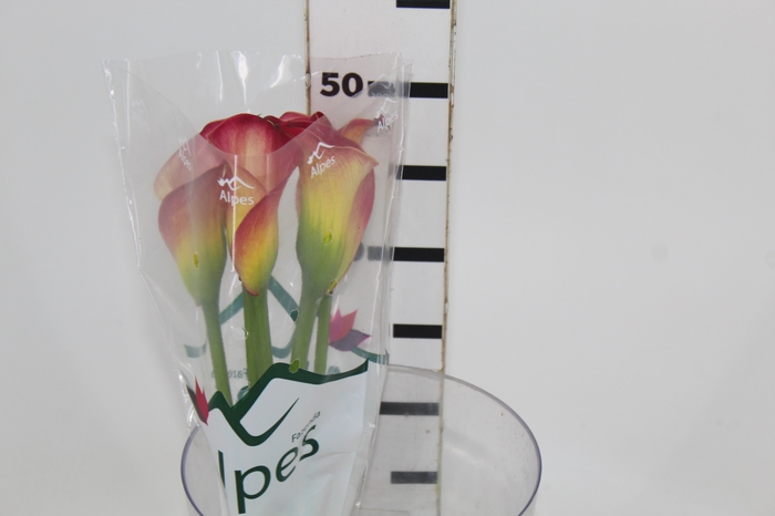 <h4>CALLA RAMONA 040 CM</h4>