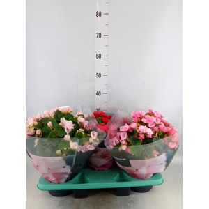 Begonia elat. EN 'Betulia' ..mix