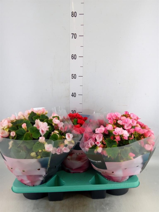 <h4>Begonia elat. EN 'Betulia' ..mix</h4>