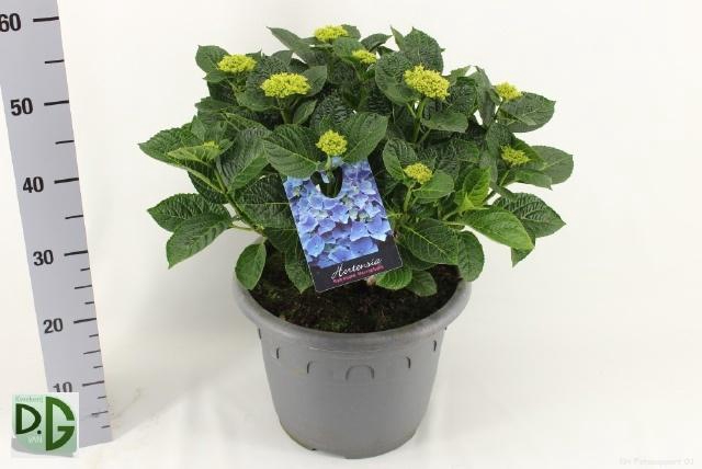 <h4>HYDR M ANDA</h4>