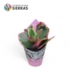 Kalanchoe Variagata Multicolor (Sierra) Sierra Coll. Potcover