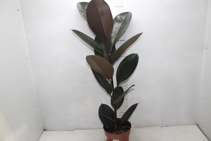 <h4>FICUS ELASTICA BURGUNDY P17</h4>