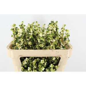 SYMPHO MAG LEMO LIME
