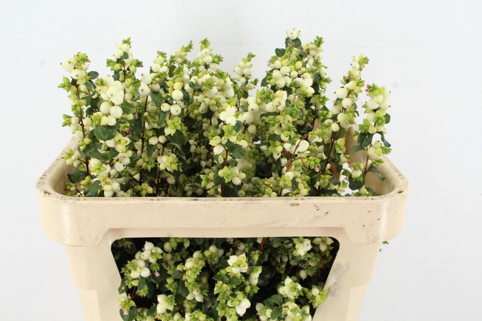 <h4>SYMPHO MAG LEMO LIME</h4>