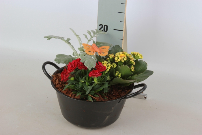 <h4>ARR TUINPLANTEN</h4>