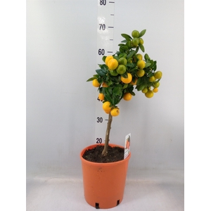 Citrus   ...