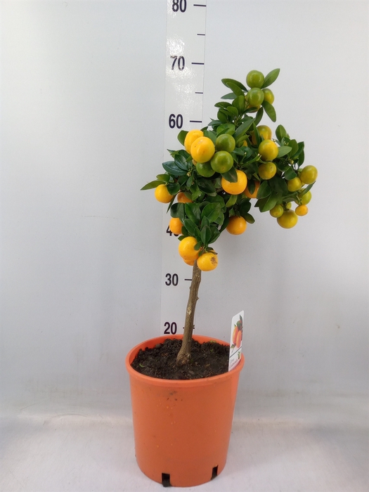 <h4>Citrus   ...</h4>